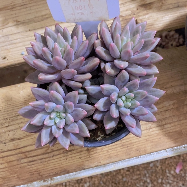 这个点吃的都吐出汗的