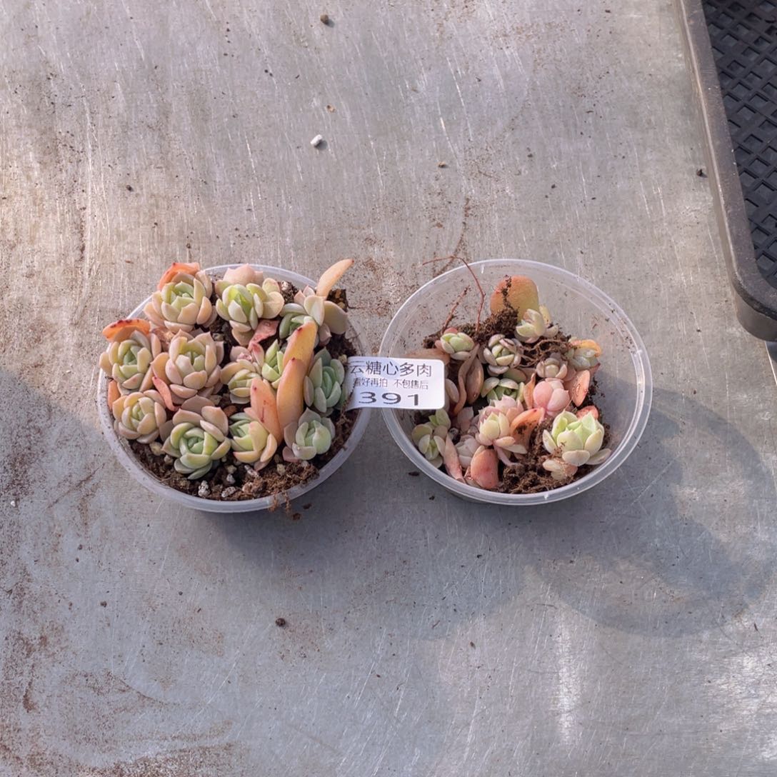 云糖心多肉植物391