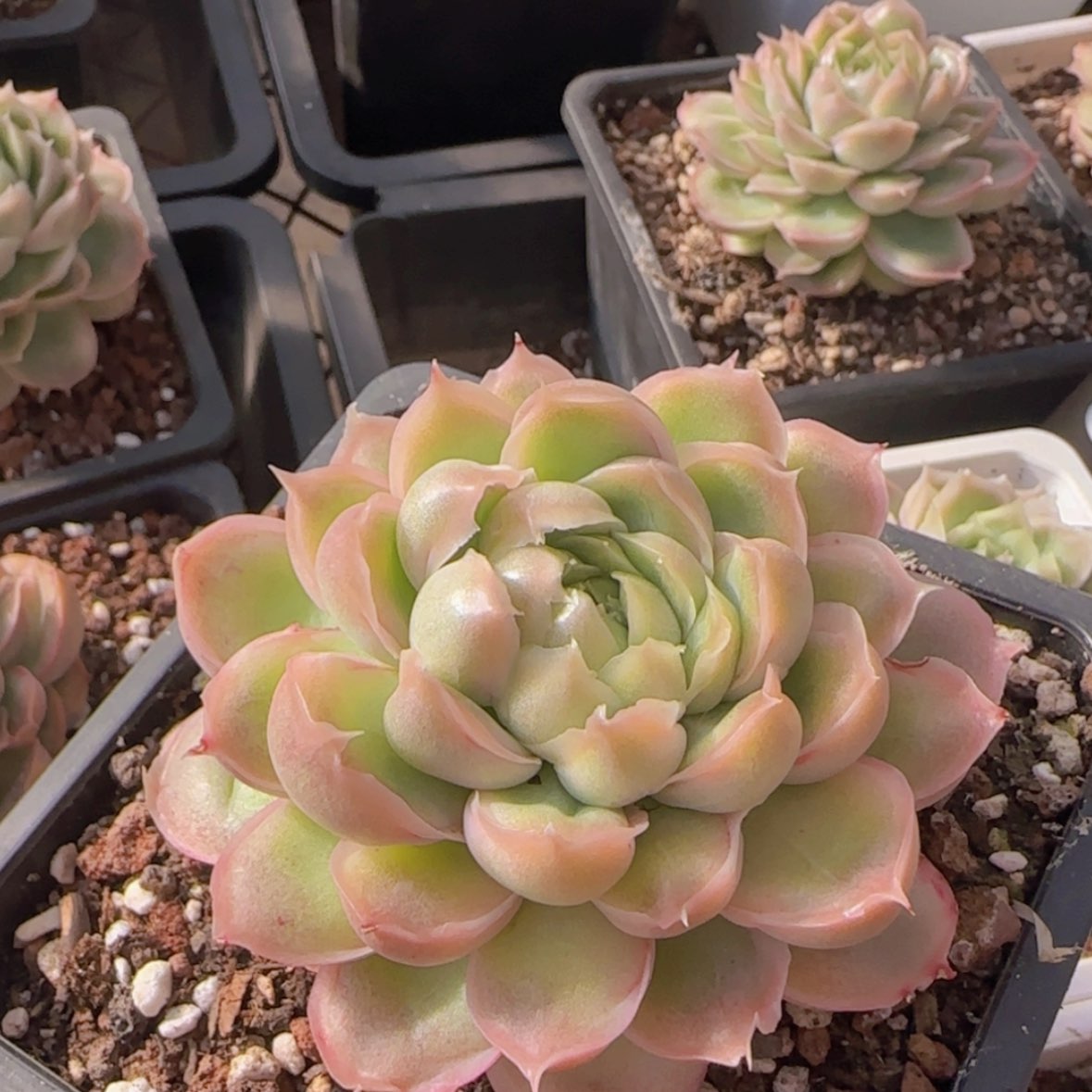 【闪购商品】母本虾饺29.9