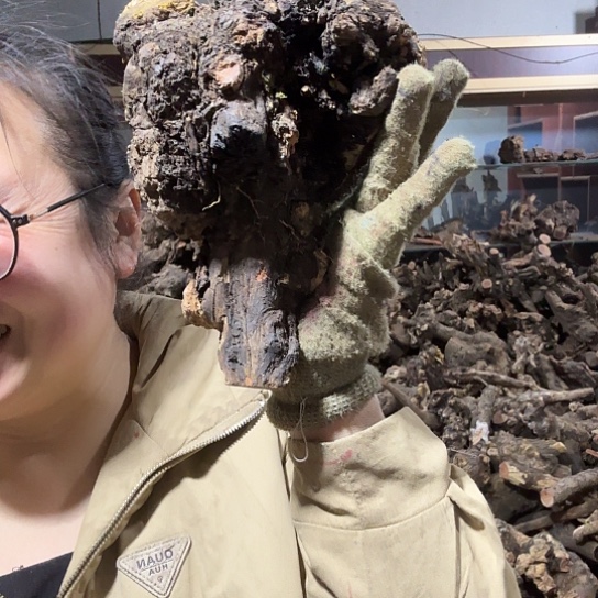 香榧木《****》火琉璃的故事毛料