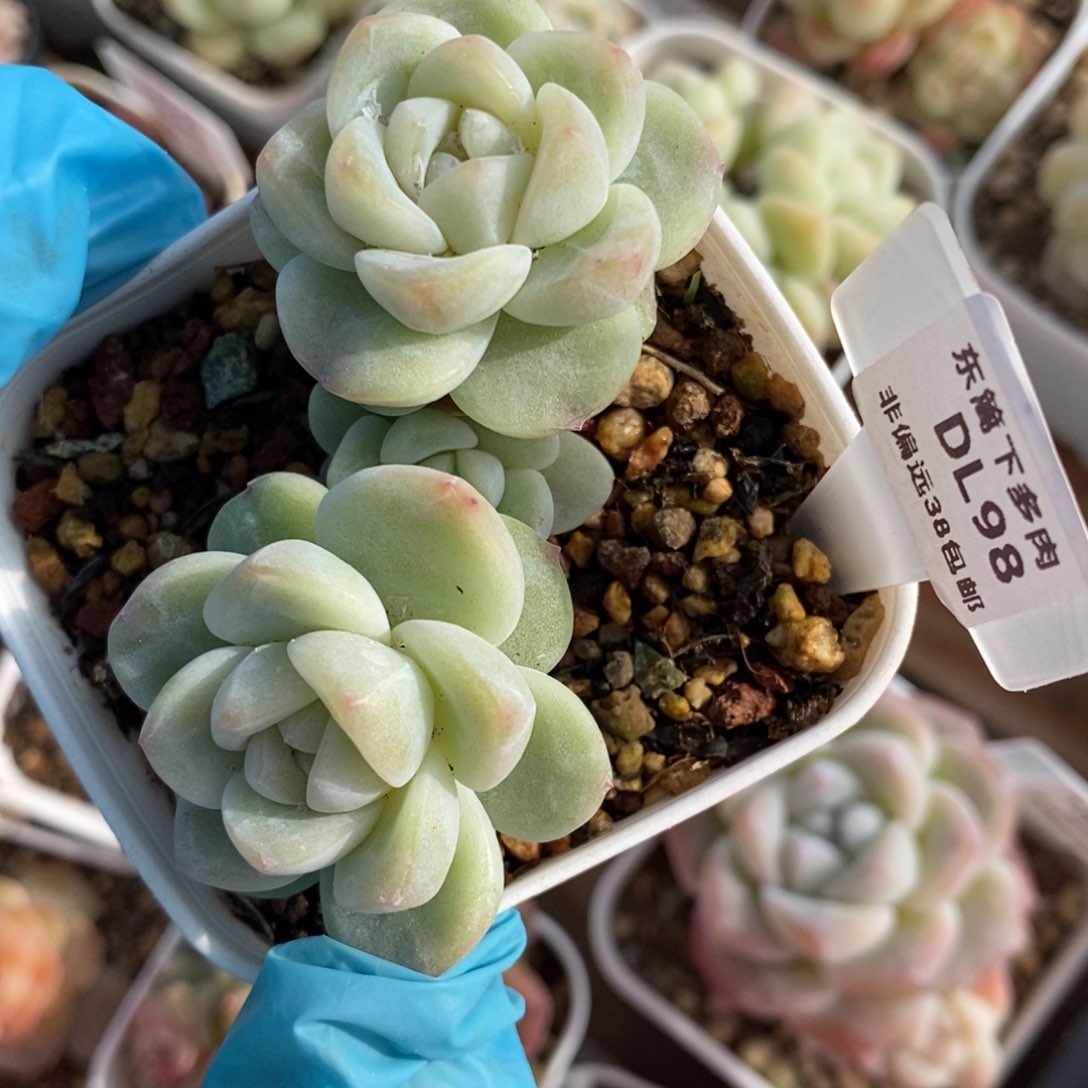 98东篱下多肉植物盆栽