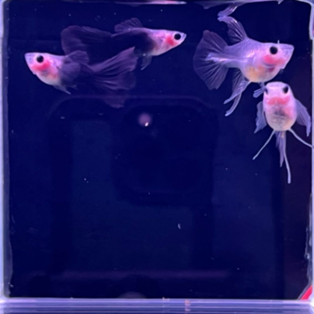 蓝礼服玻璃体大C，2对（入缸不报损）