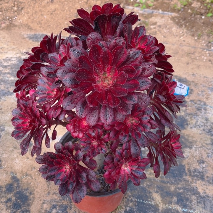 607香奶奶多肉法师