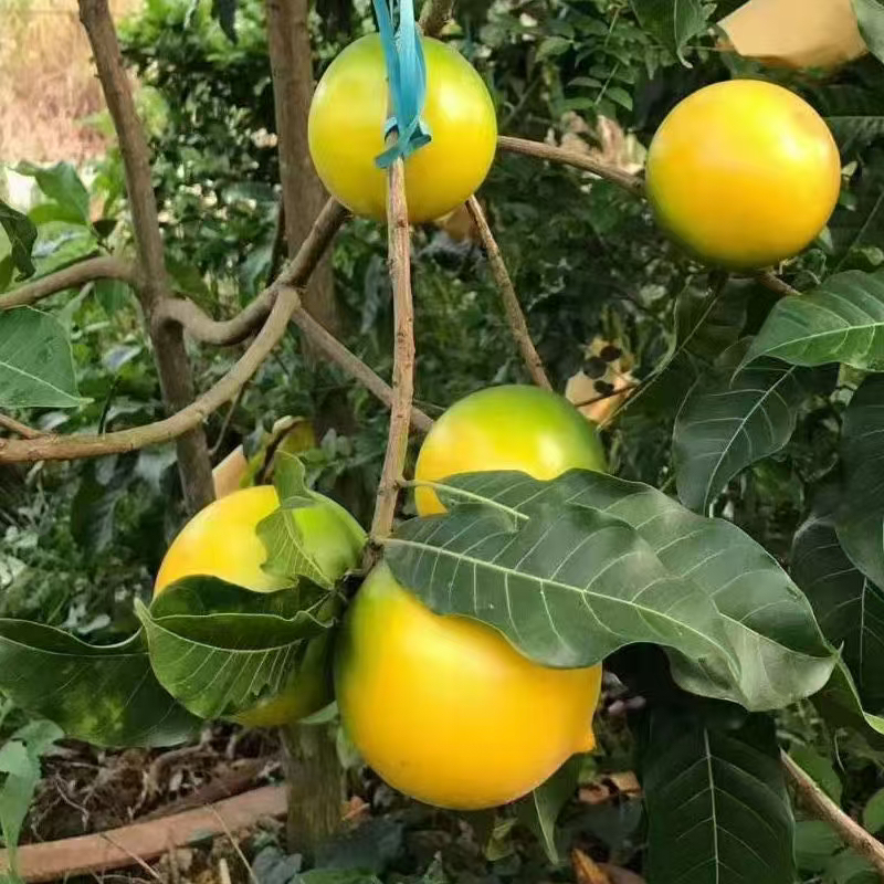 黄晶果树苗   六号   四季品种  纯甜蜜甜