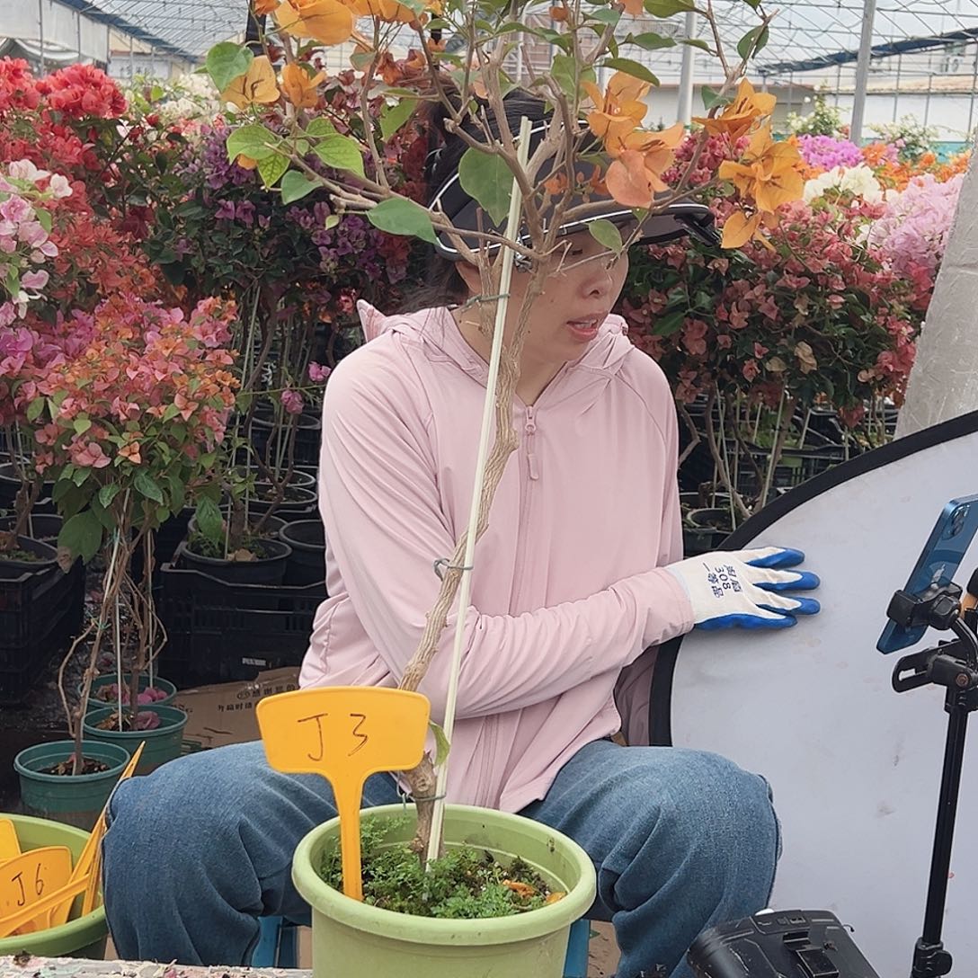 贝***壳大部分花苞少量开放J3金色光辉