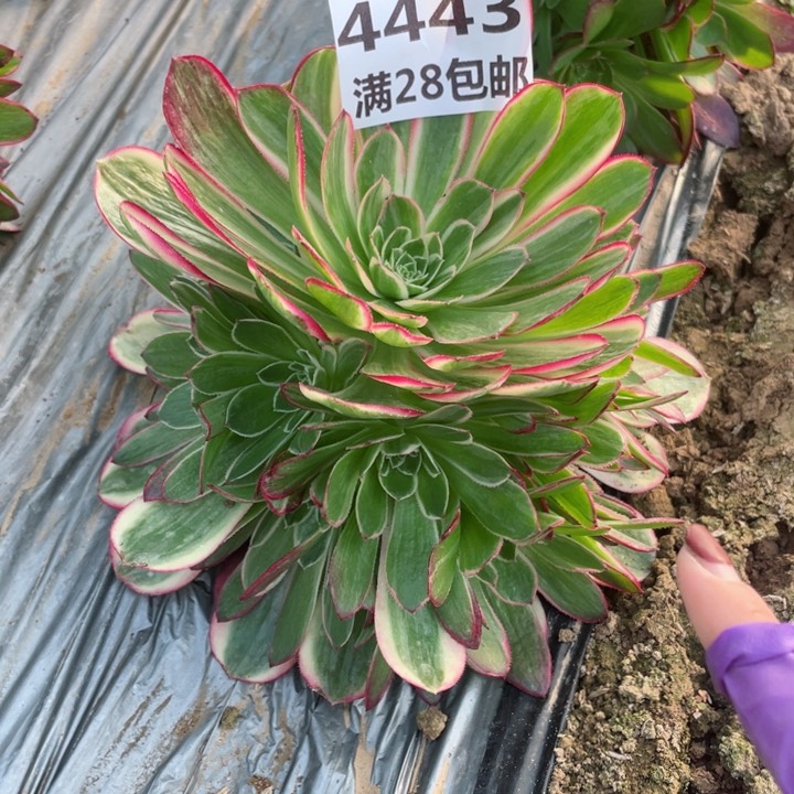 4443一号棚孔雀翎I