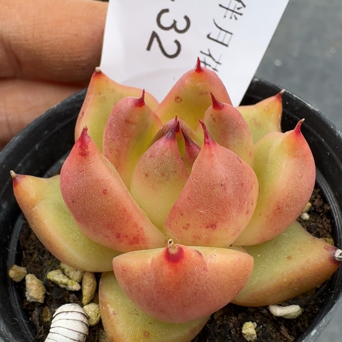 多肉杂交一物一拍8-32