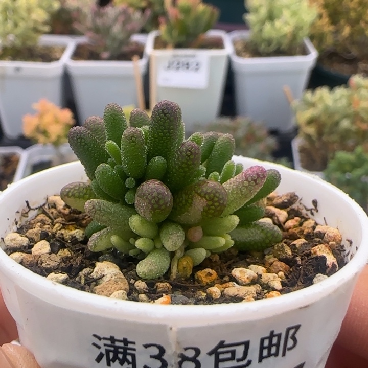 281-开播福利阴阳米粒锦植物枝干