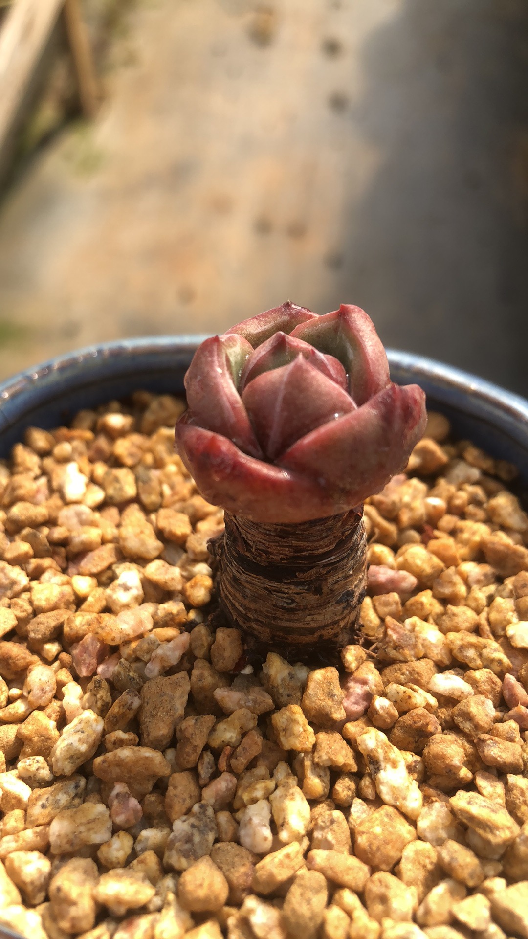 韩 白夜香槟老桩精控 多肉植物