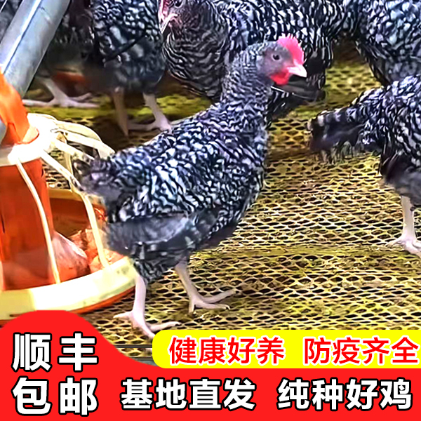 （10只）纯种芦花鸡，绿壳蛋，林间散养，宠物鸡，半斤左右发货顺丰包邮