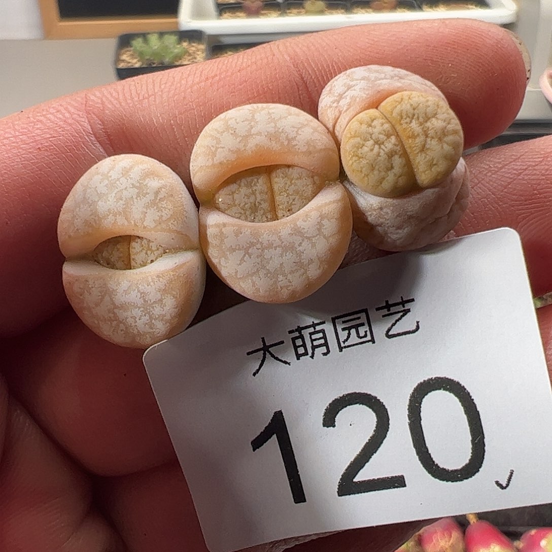 一物一拍。        120