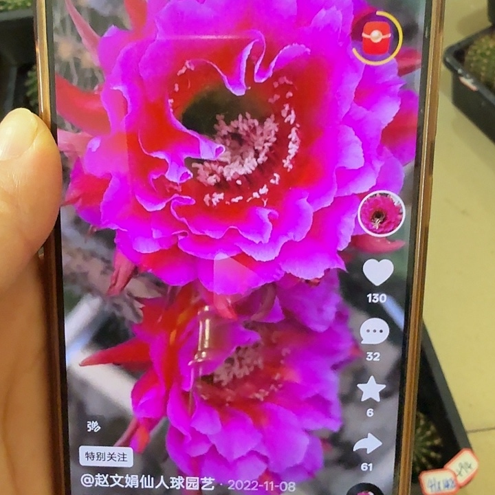 仙人球彩草歪代烟花