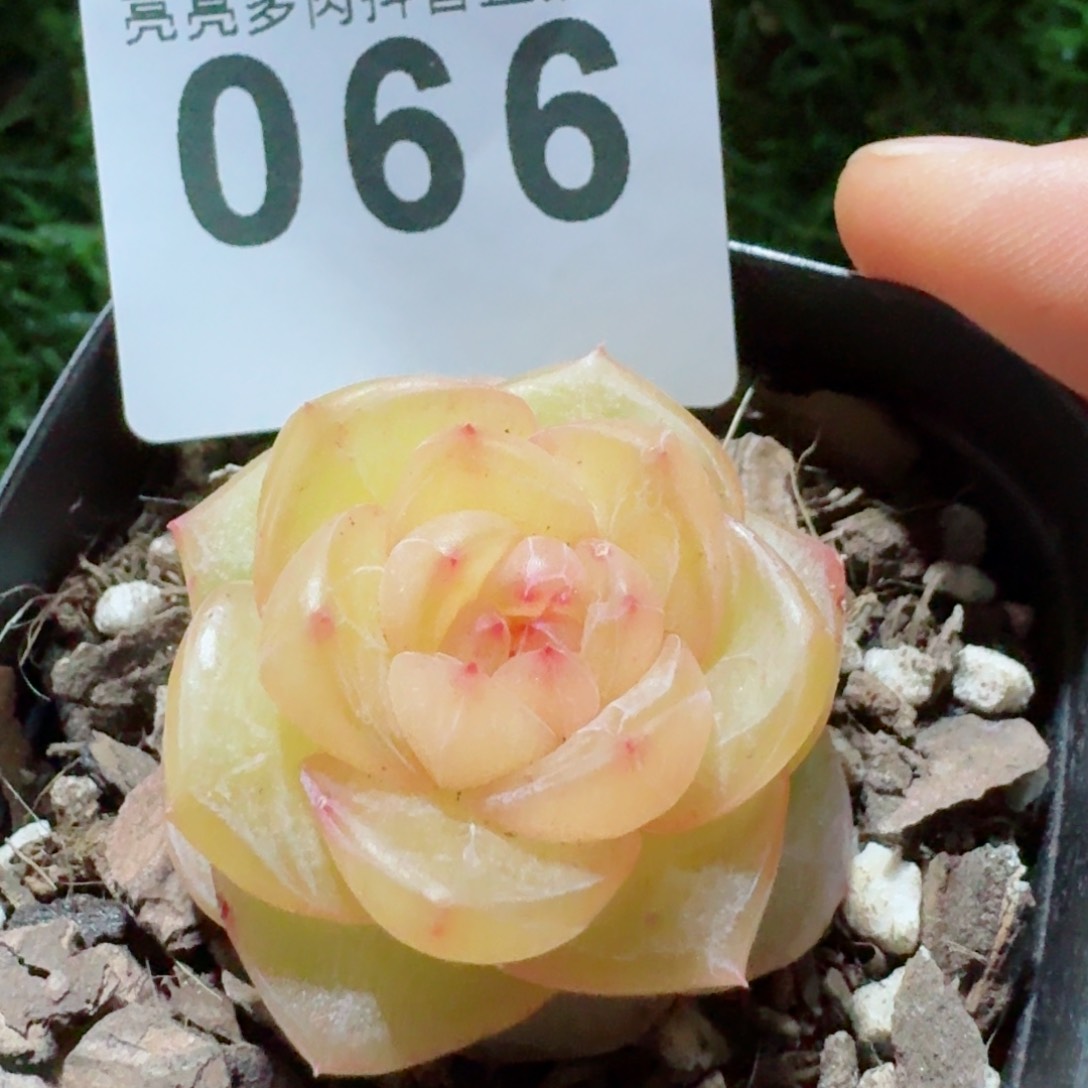 花***猫模特         精品多肉