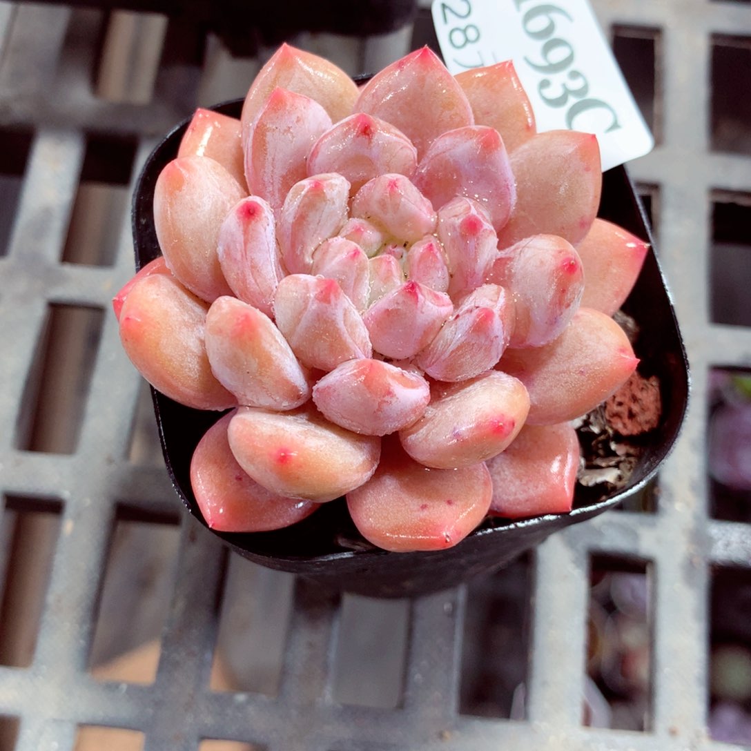 5厘米盆精控多肉1693