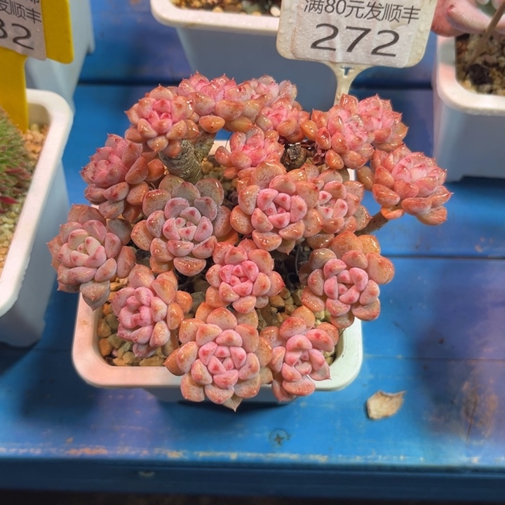 大272、zbxjfhvhbhhh