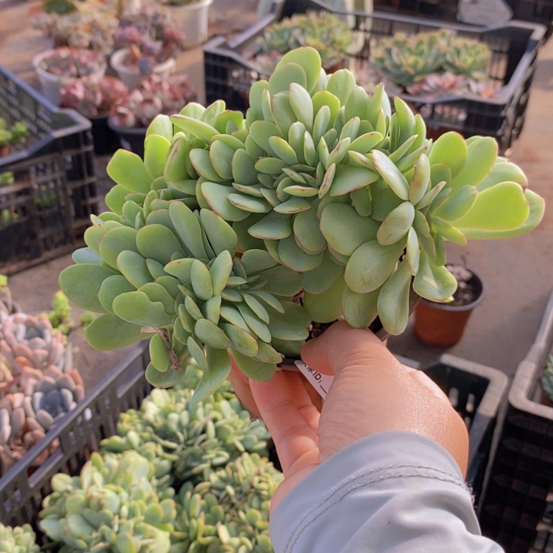 901雪碧缀化一物一拍