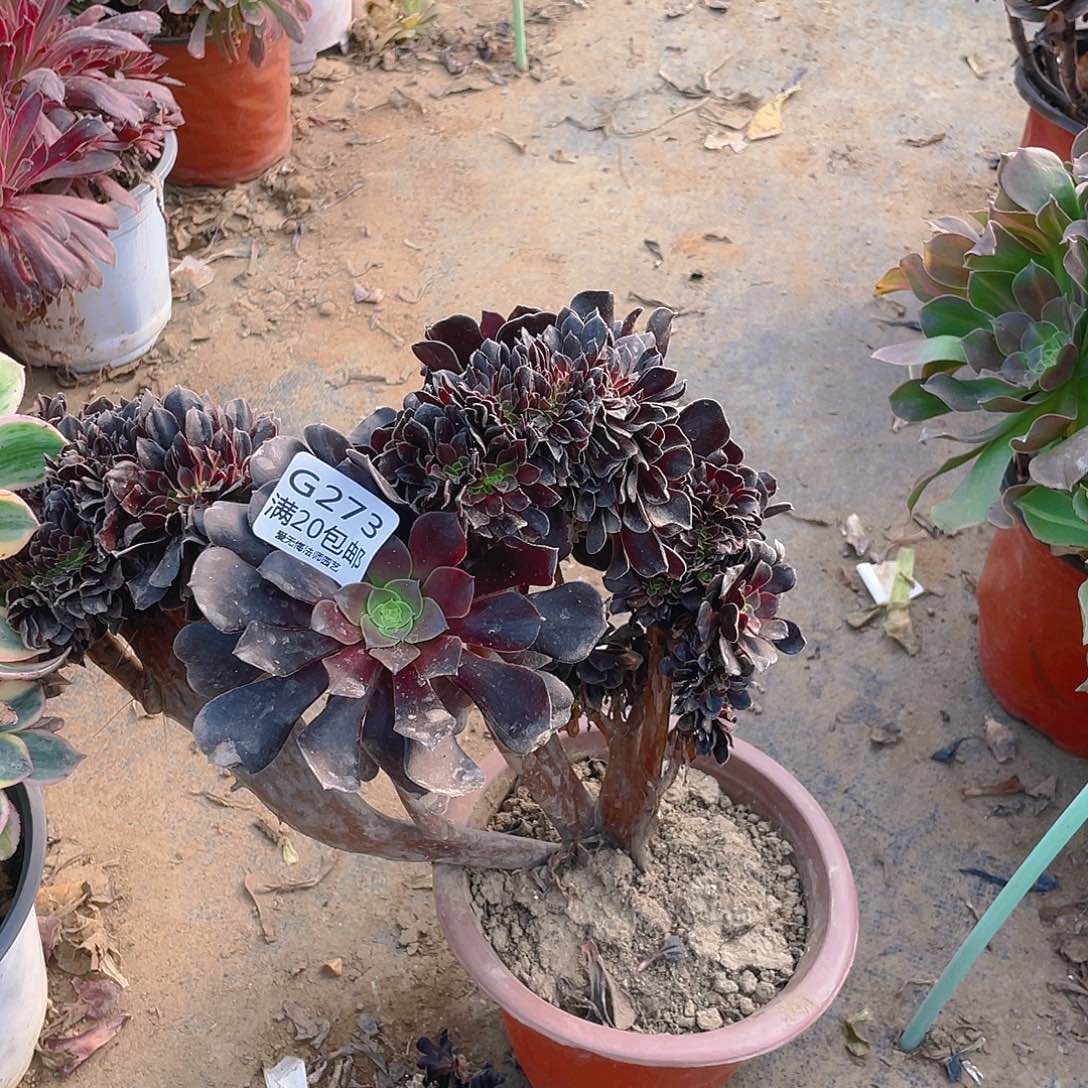 273欧紫缀化多肉有老伤