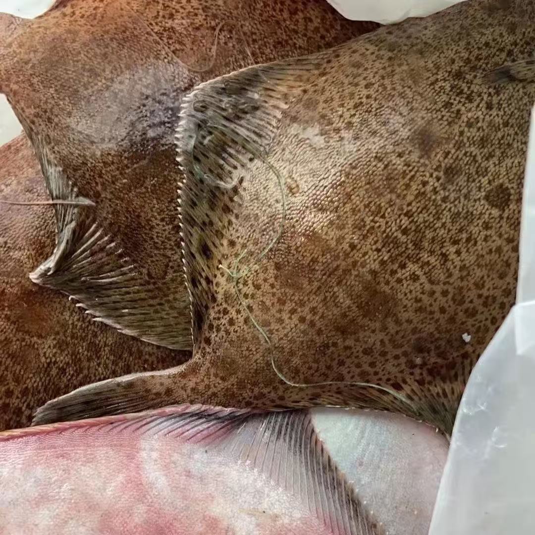 本地海捕新鲜鼓眼鱼多宝鱼肉质鲜嫩顺丰京东包邮