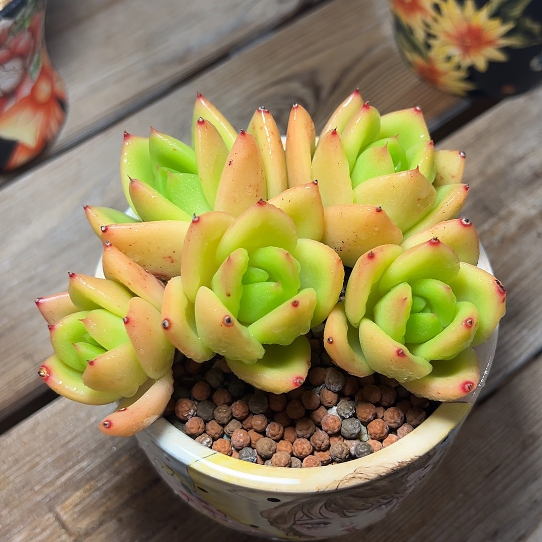 8-29-25精控翠花群