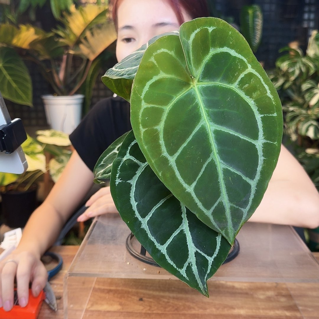 ****ệ完全开放一物一拍S131