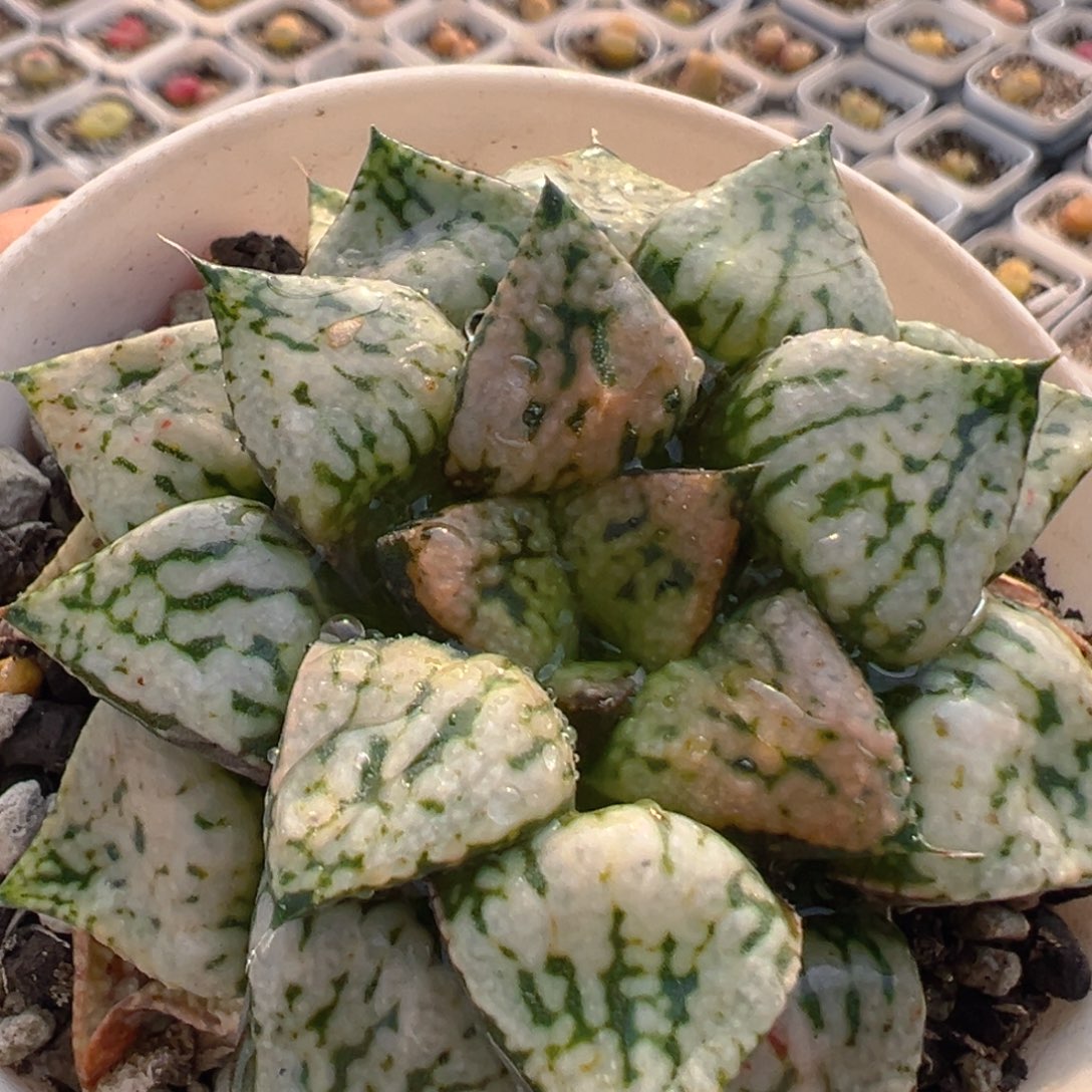 风****?23多肉植物百科磨合