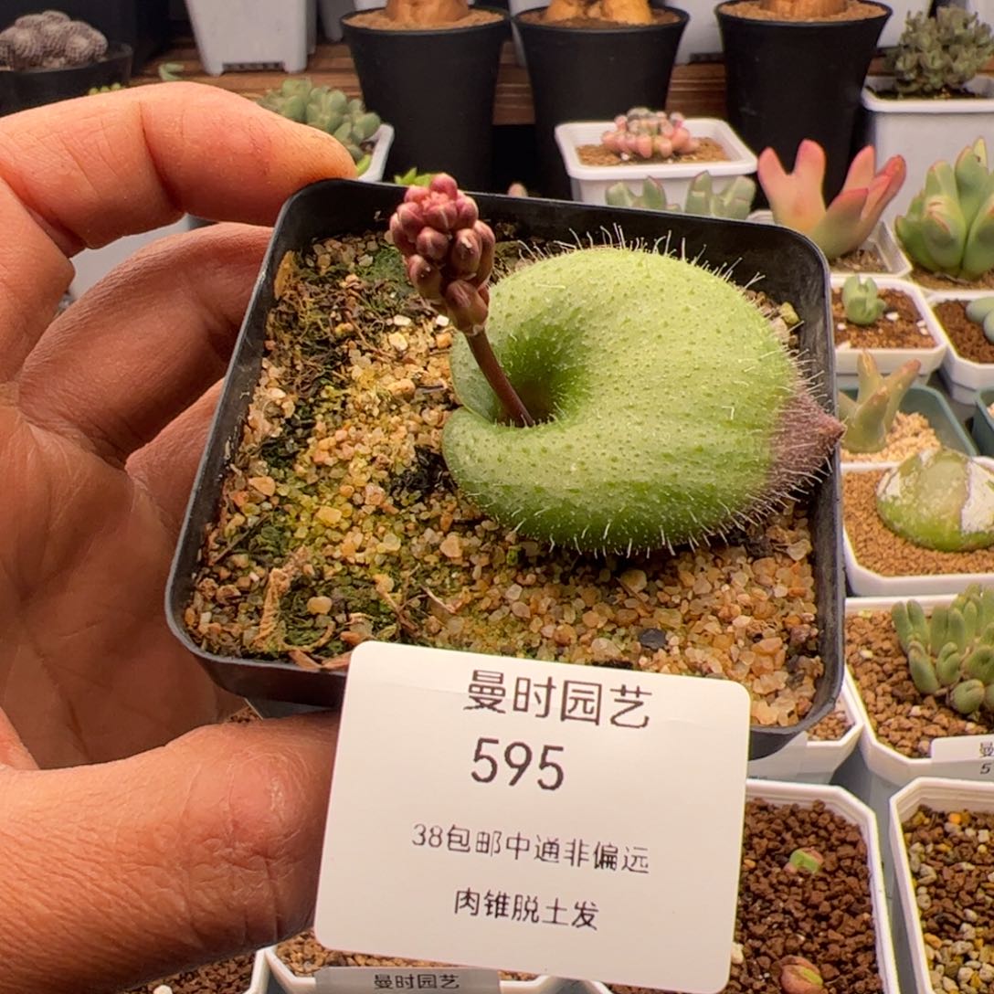 3.8毛叶立金花多肉植物595