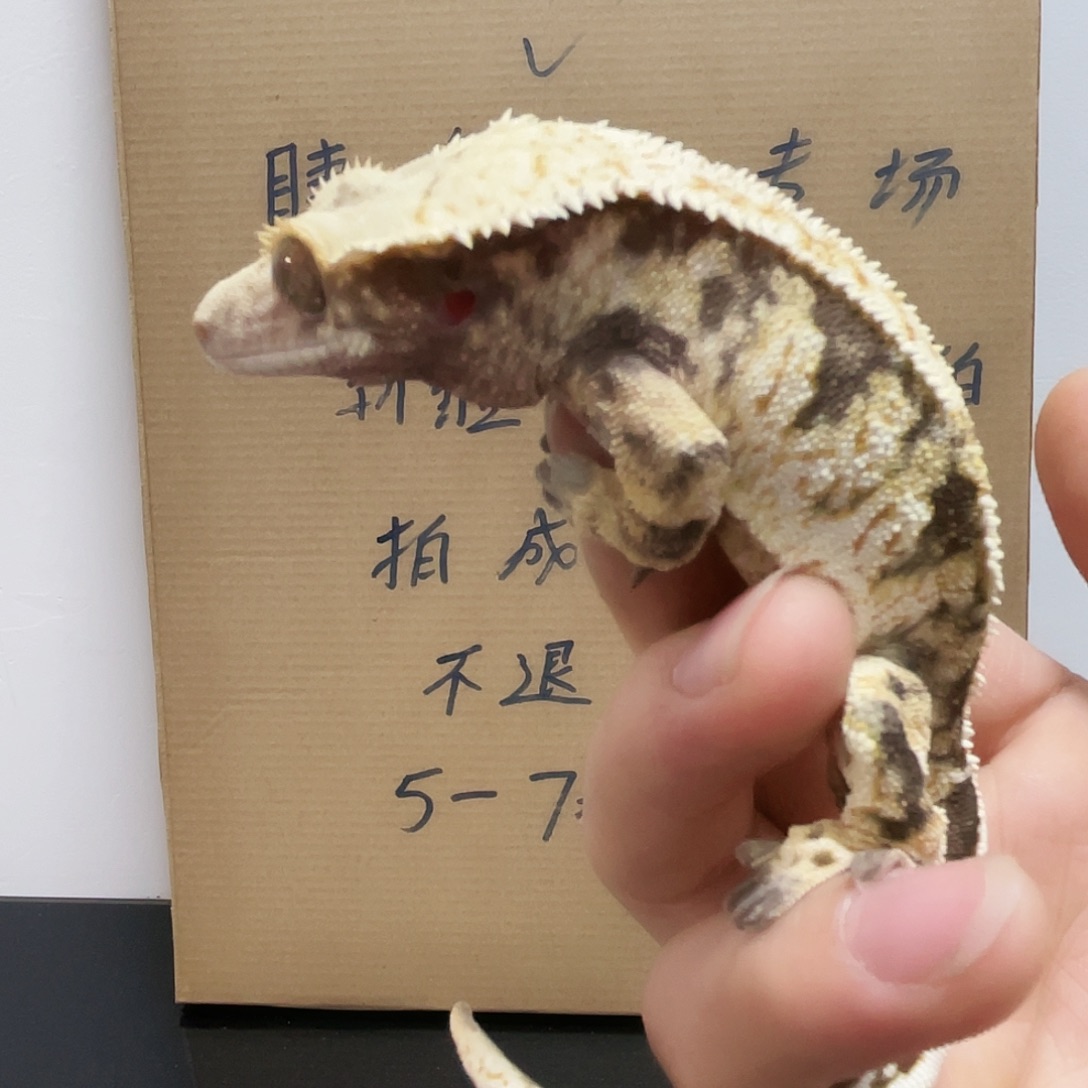 睫角守宫2025123（75）歪尾根睫角