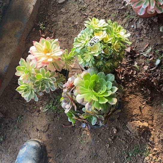 无花朵花月夜套餐475号不包断枝