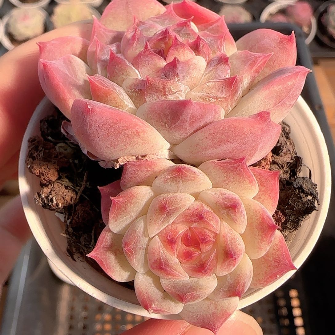 多肉1212-194秘境冰魄双头