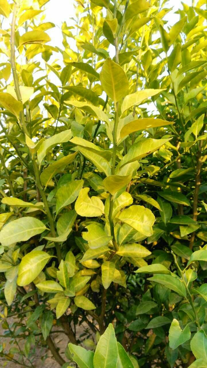 根脉通柑橘黄化解决方案（根脉通这里下单）