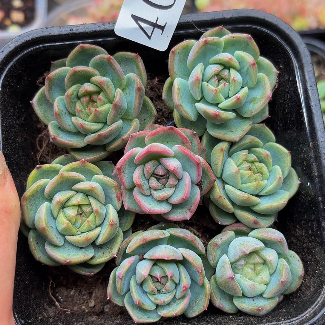 多肉植物多肉植物40