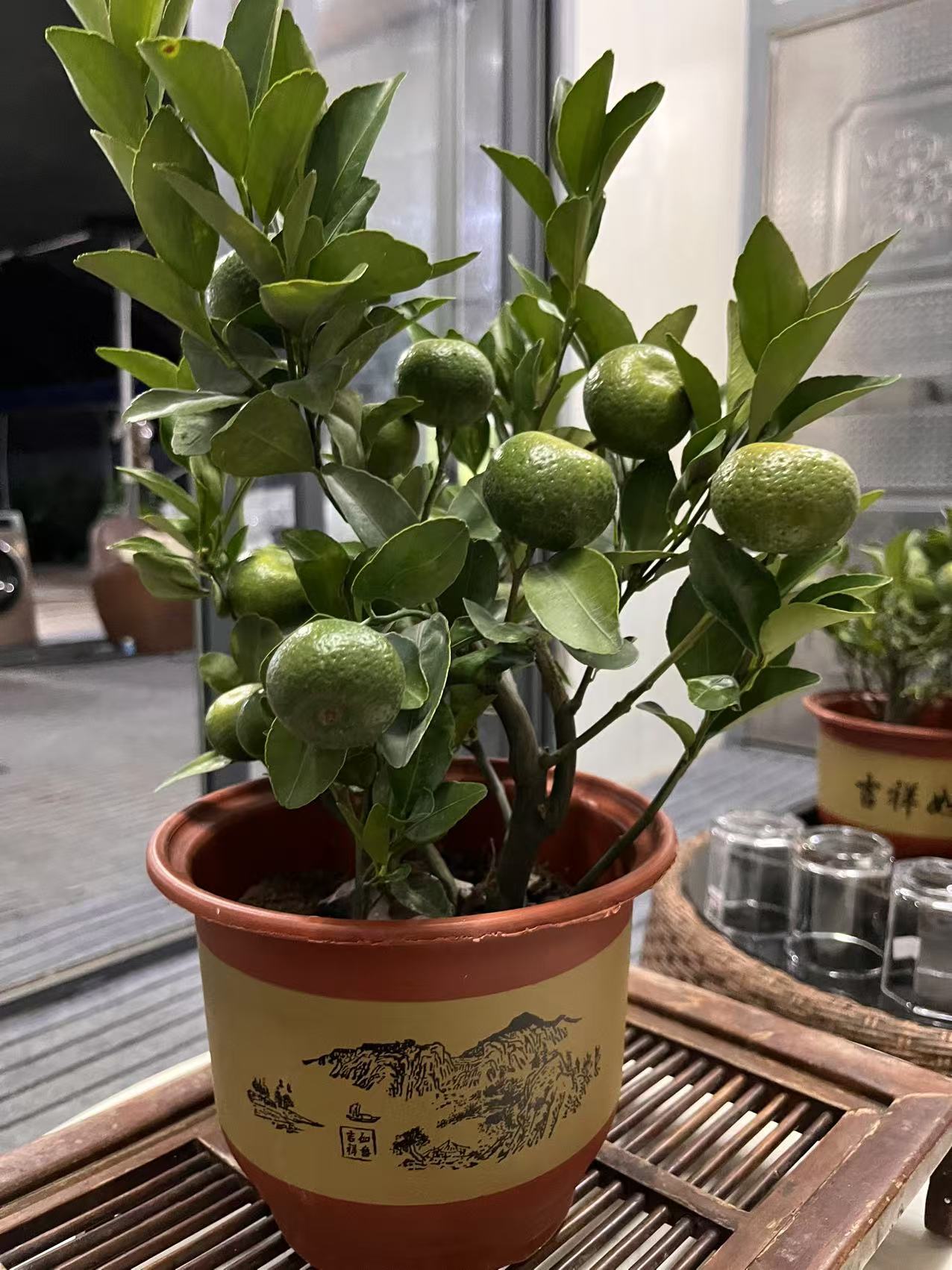 包邮到家鲜活盆景绿植