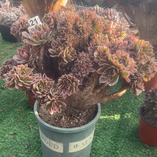 多肉植物219女神缀