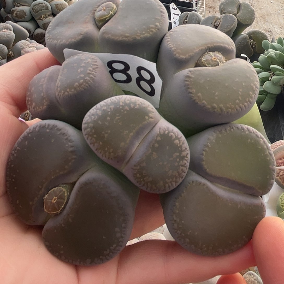 生石花一颗488000