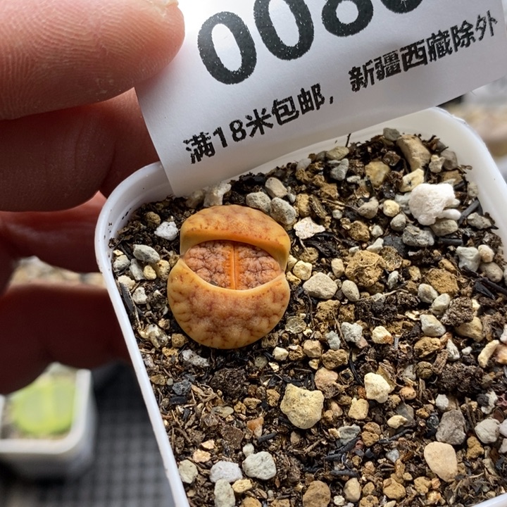 0080。             