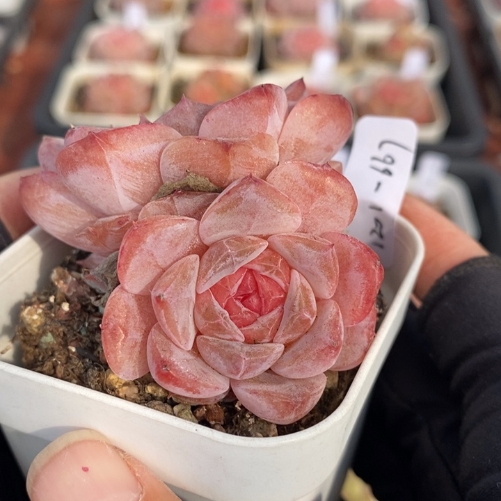 1201-667，糖心双头