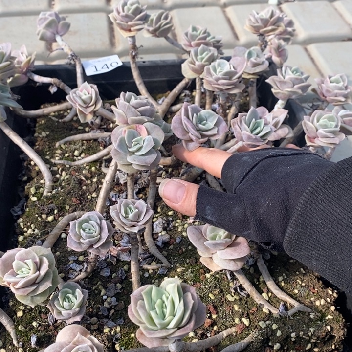 140 多肉植物盆栽花卉