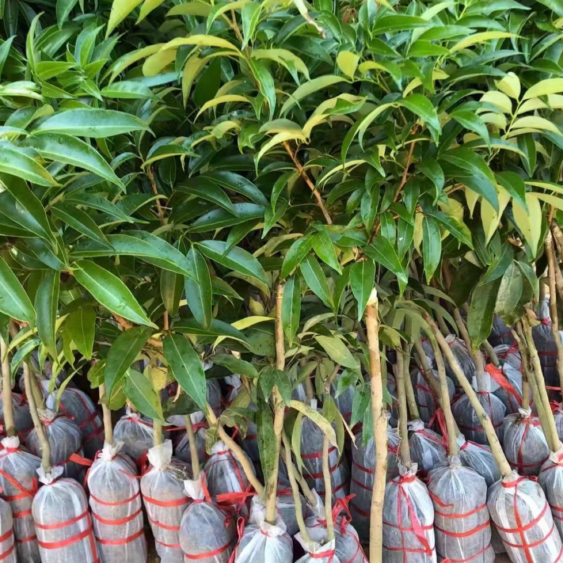 精选南北方大小苗带土带叶盆栽庭院种植