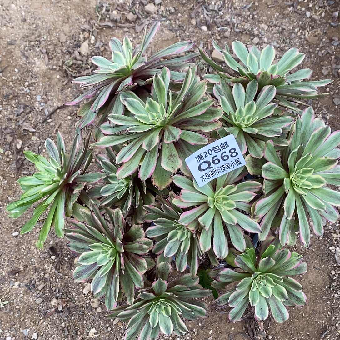 668花脸粉黛多肉有砍