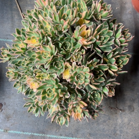 多肉植物甜茶锦。