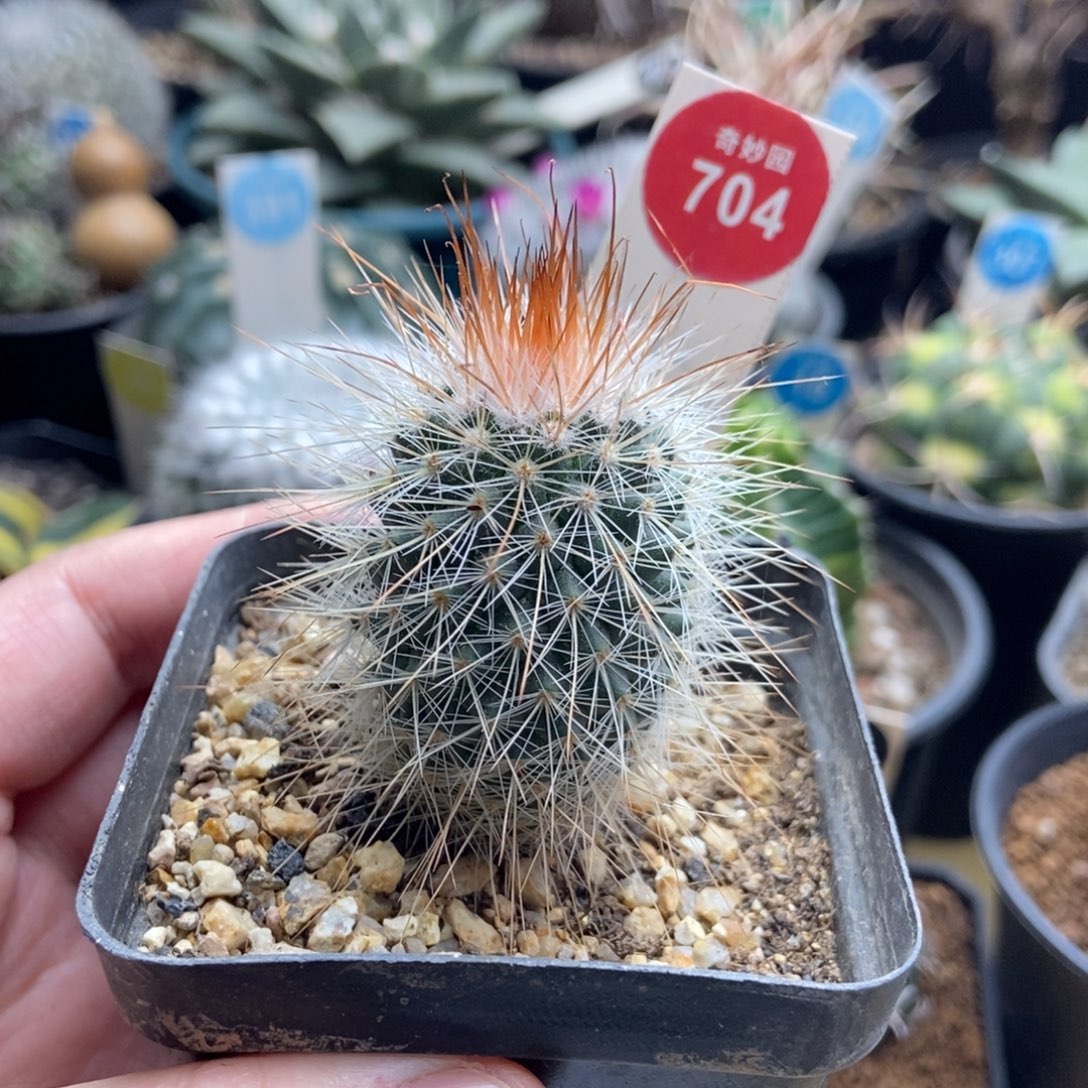 实生绯泉变种有断刺368