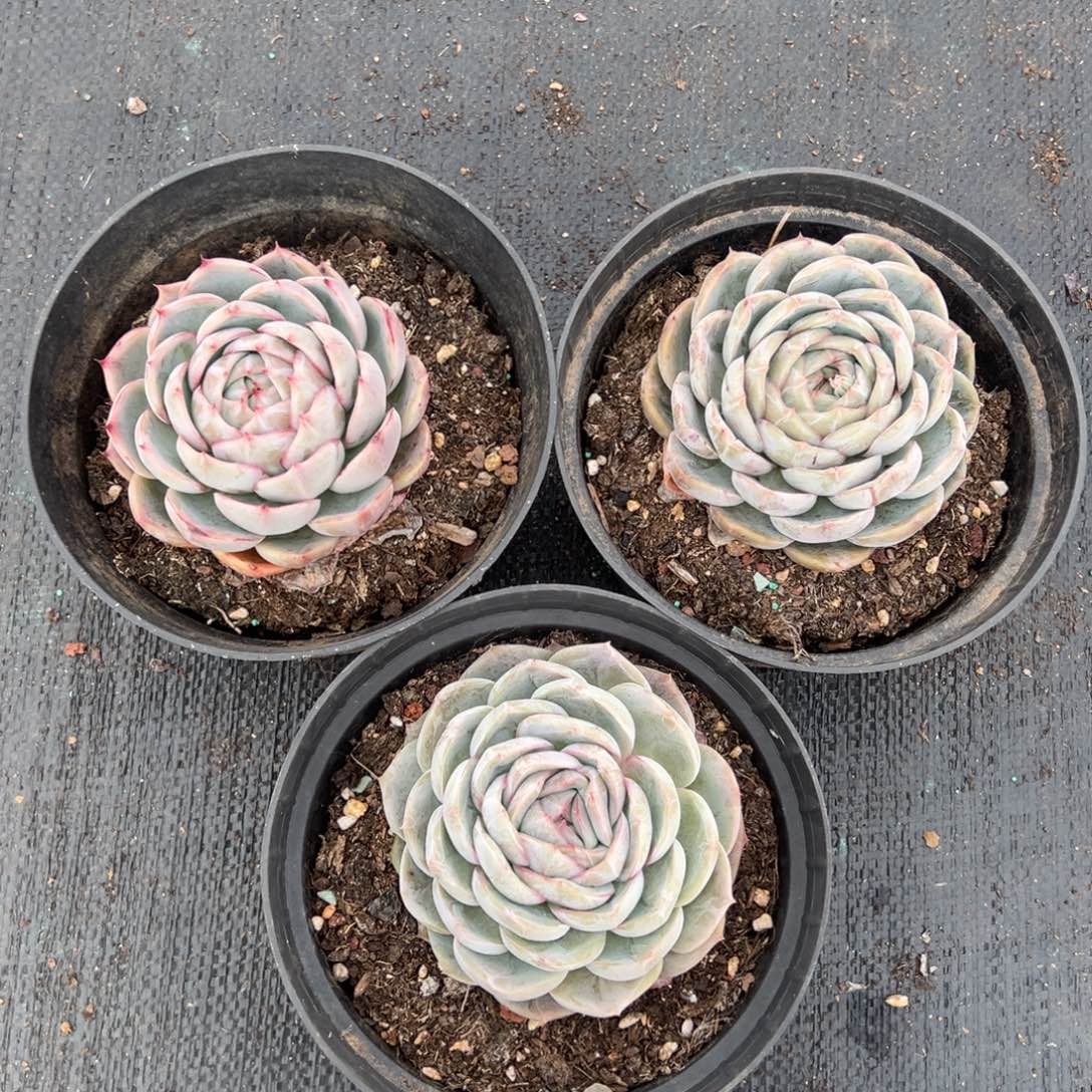 惊鸿贝贝单头，图中任意一颗，尺寸8+