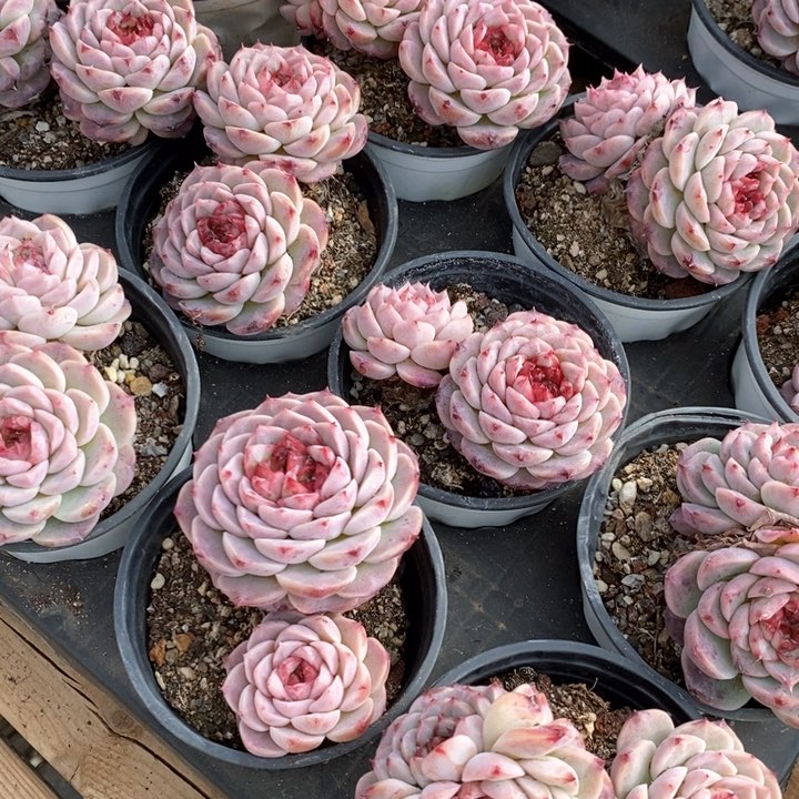 123天鹅绒双头 福利多多