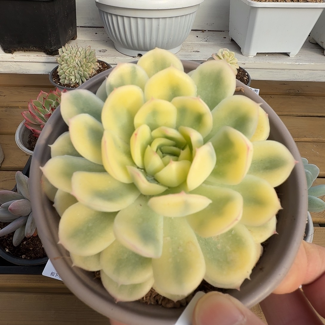 草莓冰锦11111127-27