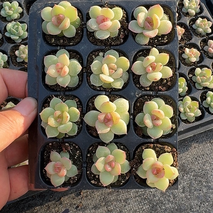 如图887新珍妮穴盘苗随机一份3颗