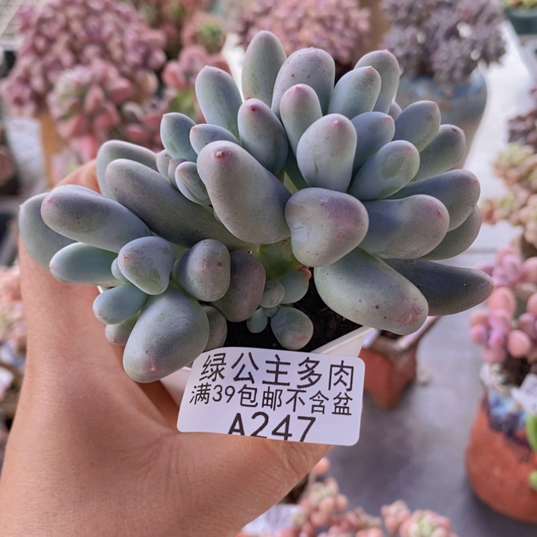米可6cm247多肉植物