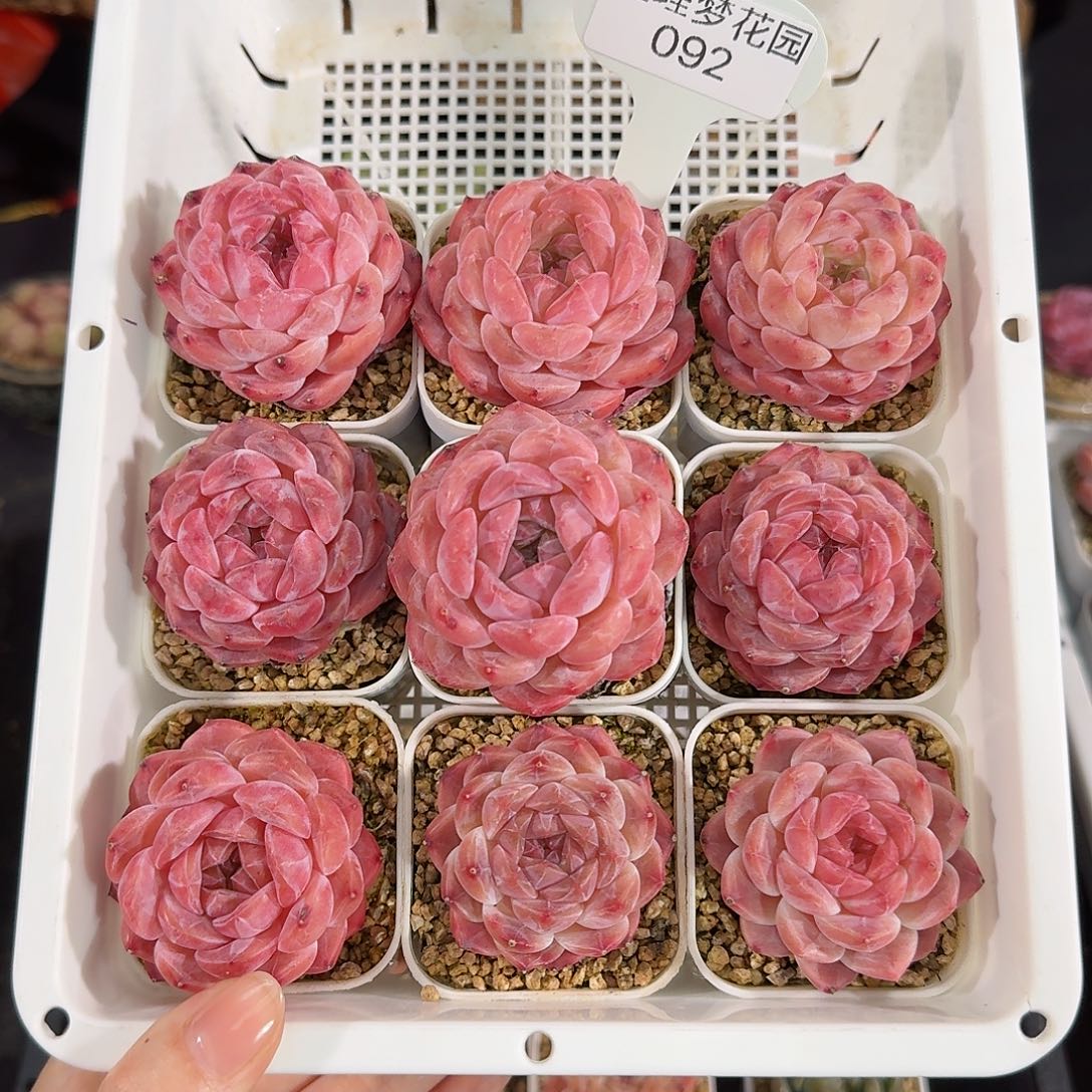 小***爱专拍9颗冰魄琥珀092