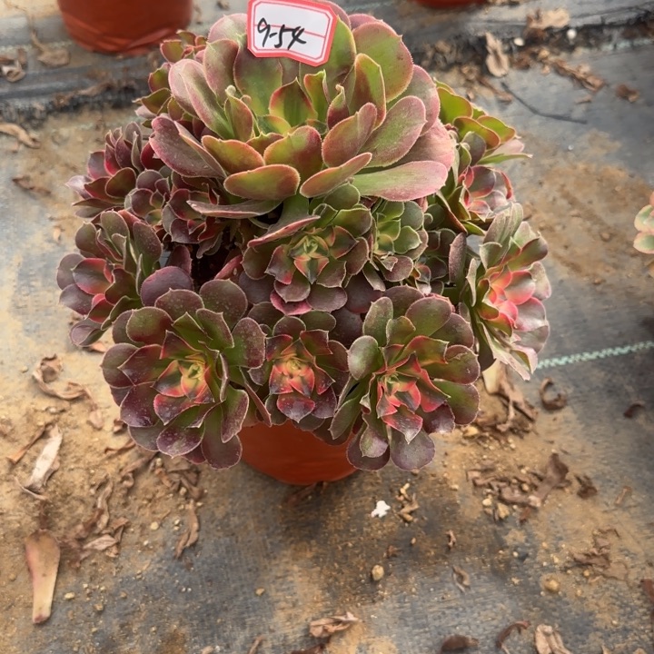 9-54香妃多肉不包售后