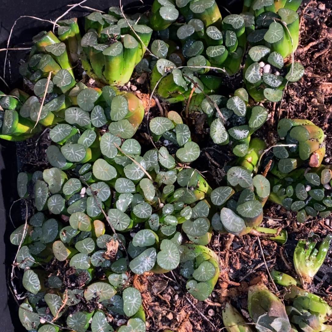 2635 一颗实生大万象 元旦整点福利