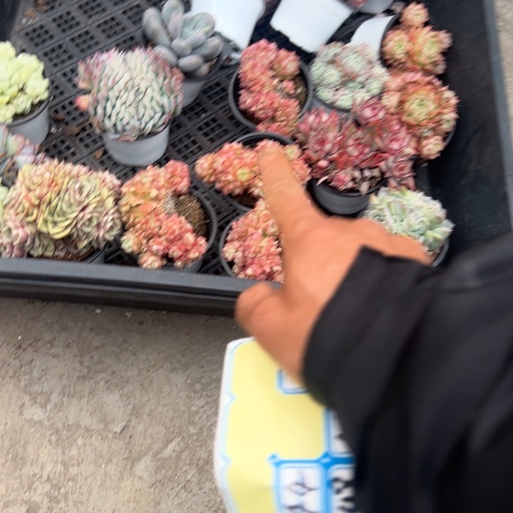 青****一物一拍香槟杂多肉45